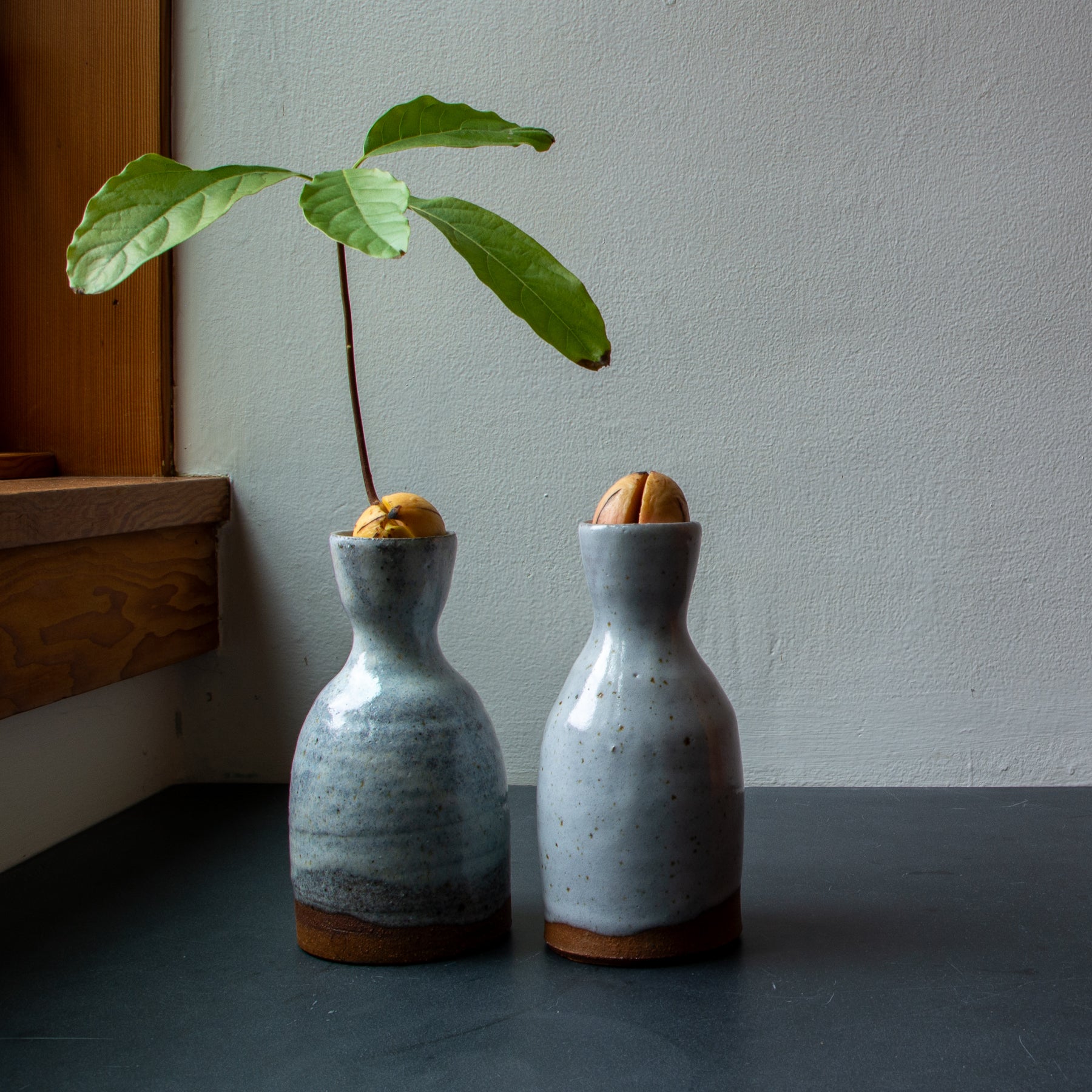 Avocado Grower